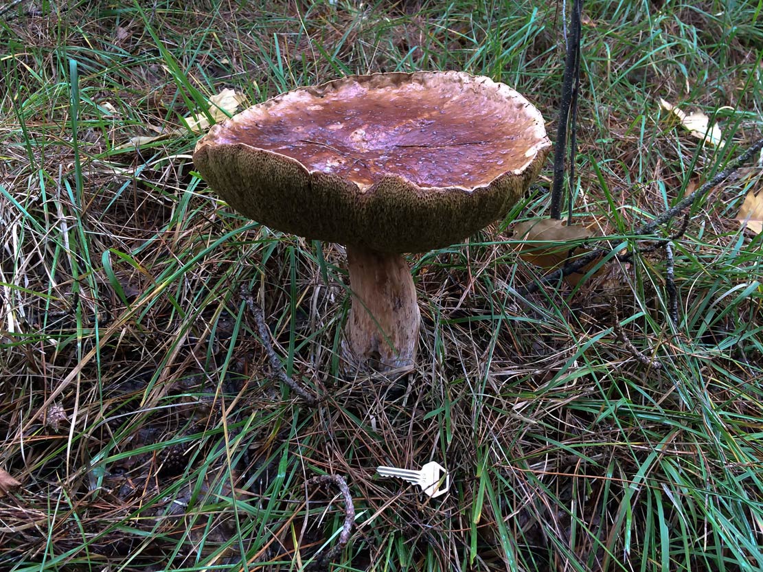 Reuze paddenstoel<br>
Austerlitz NL, 29 september 2017