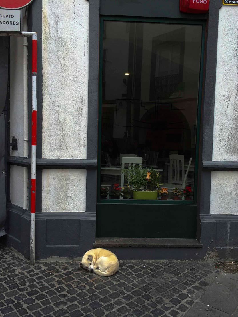 Hondje op straat<br>
Sao Miguel, Azoren PT, 18 april 2016