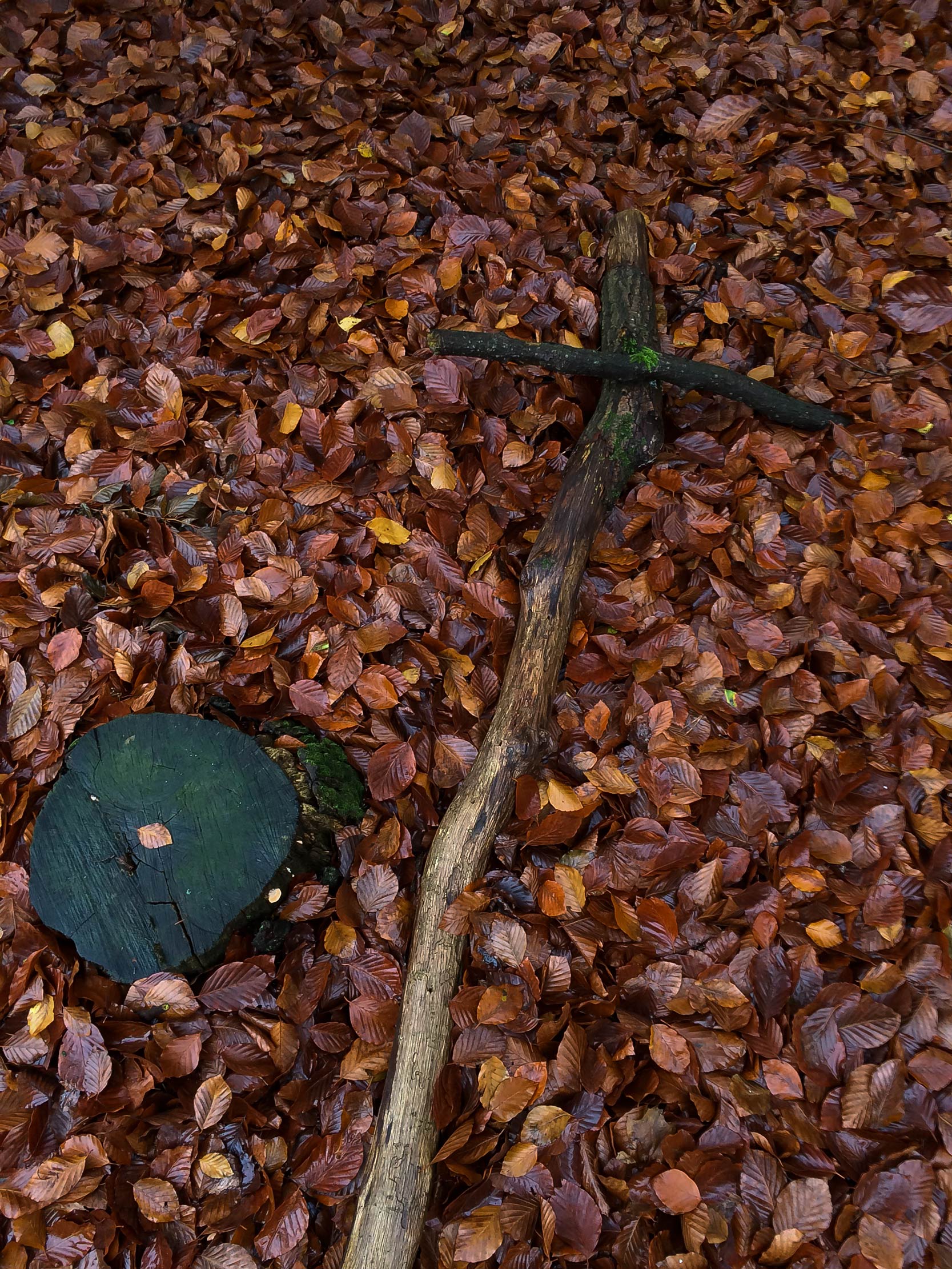 Kruis in het bos<br>
Boswachterij Austerlitz, Zeist 2017