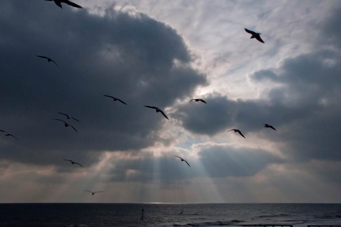 seaguls, Isle of Wight