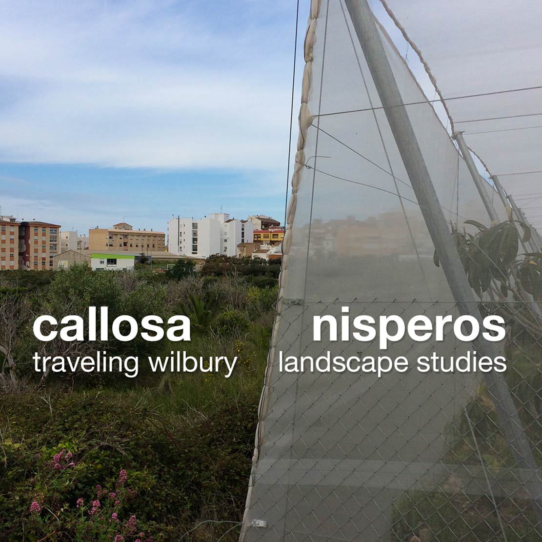callosa | nisperos | frankzweers.nl/ 2019