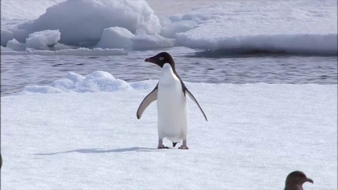 Antarctique | a documentary pastiche