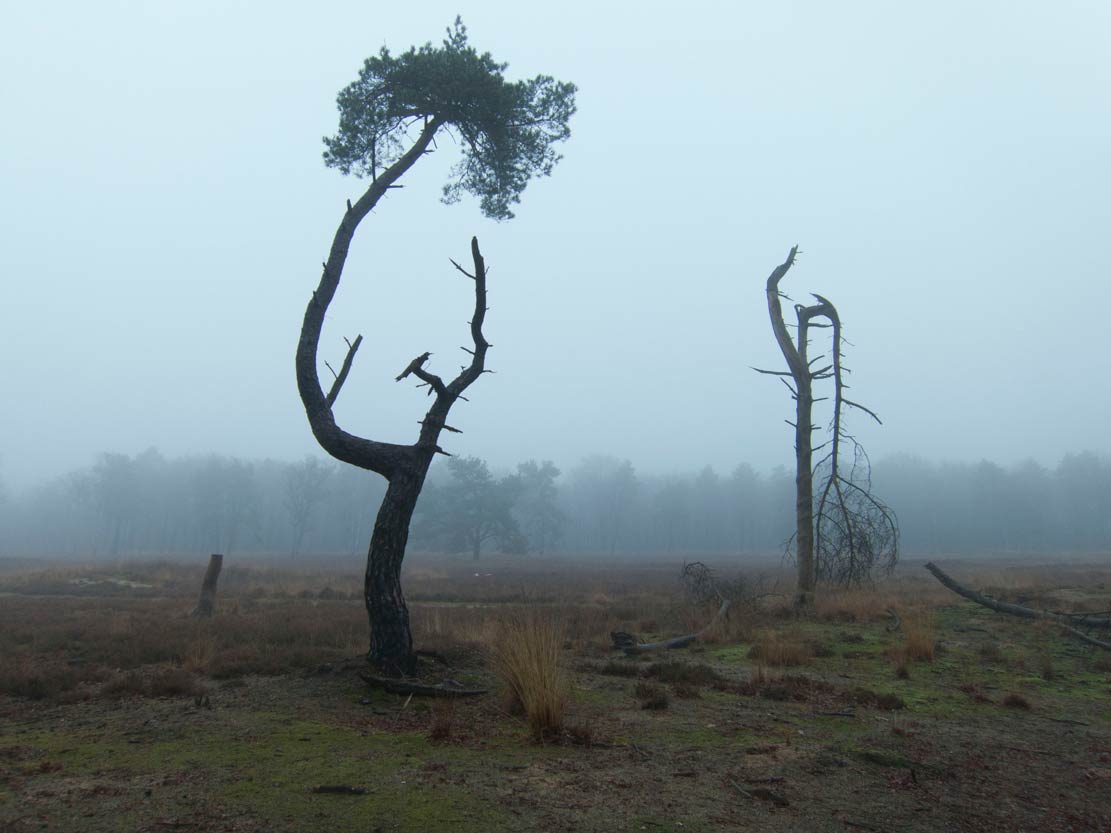 de dag dat de wereld niet verging | boswachterij Austerlitz, 21 december 2012