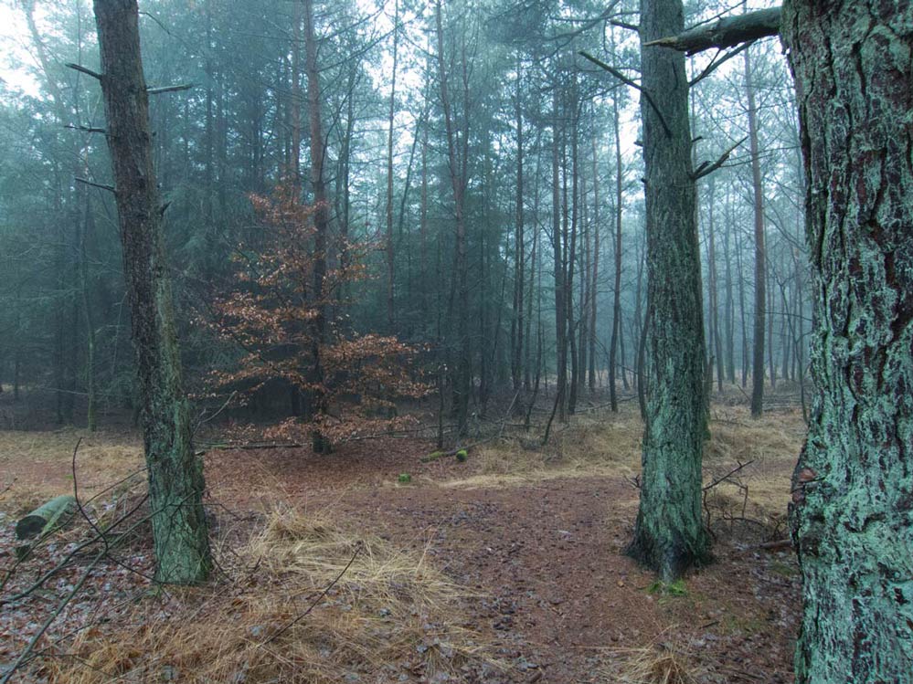 de dag dat de wereld niet verging | boswachterij Austerlitz, 21 december 2012