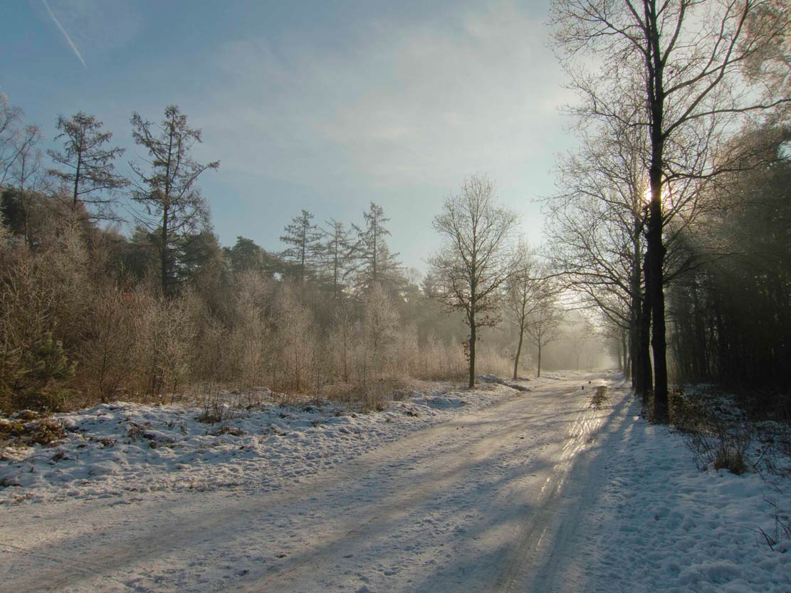 winterlandschap | boswachterij Austerlitz, 19 januari 2017