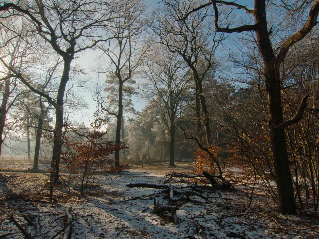 winterlandschap | boswachterij Austerlitz, 19 januari 2017