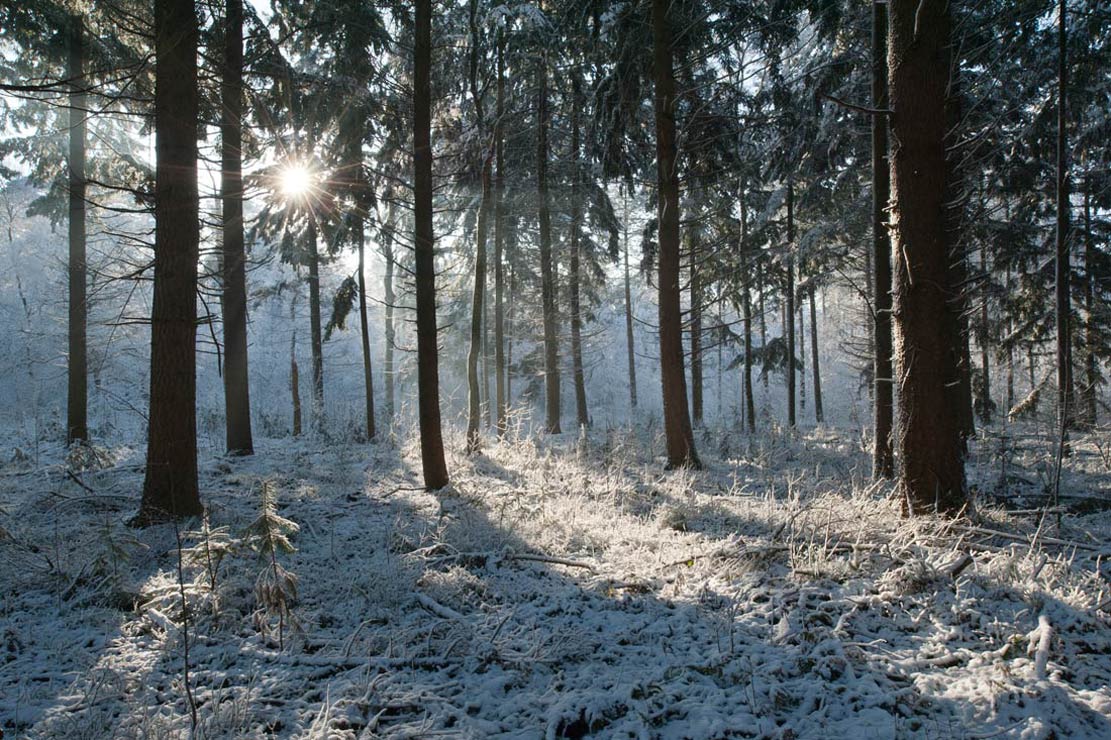 Klein Siberië | boswachterij Austerlitz, 8 december 2012