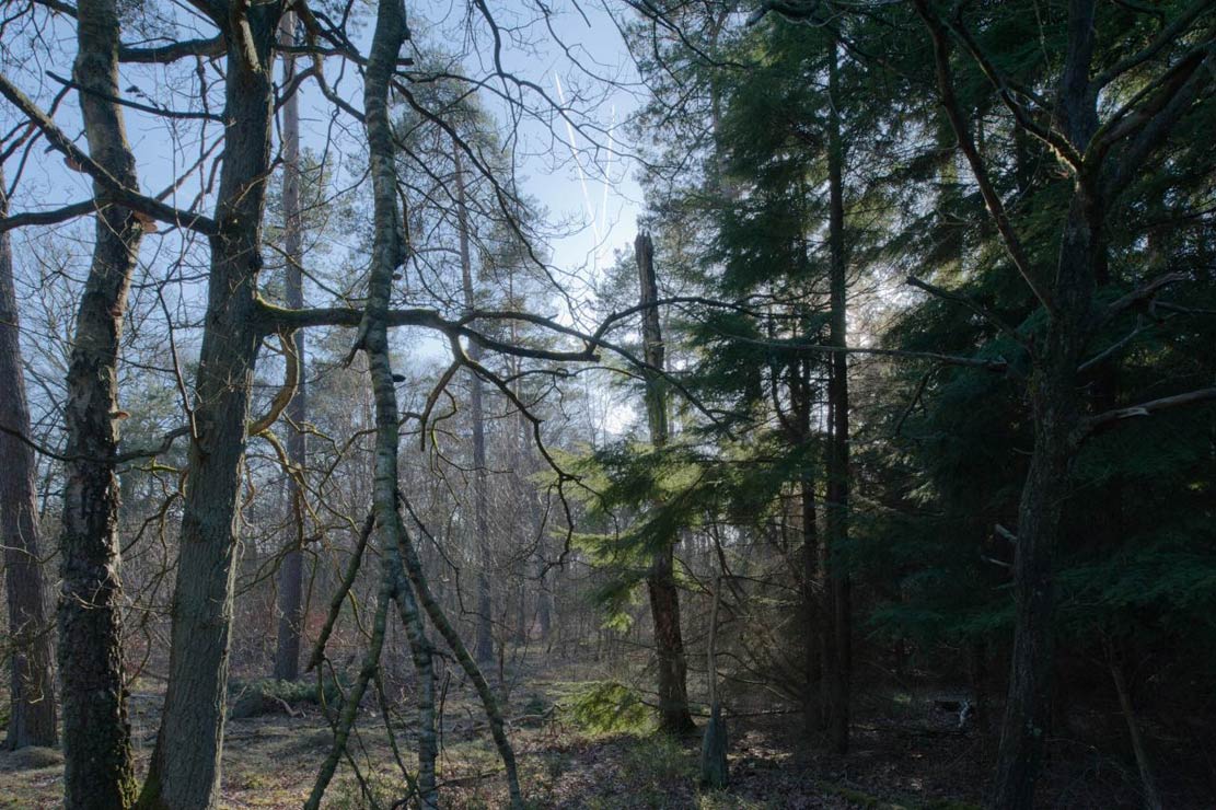 mijn bos als achtertuin | boswachterij Austerlitz, 2011-2012